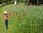 Mohnblumen im Getreide