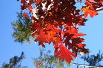 Herbst Herbst
