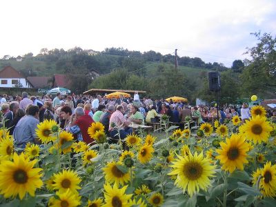 "Gscheit Feiern" beim Winzern am Schönauberg