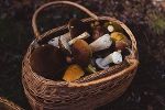Herbst 2017 Herbst 2017