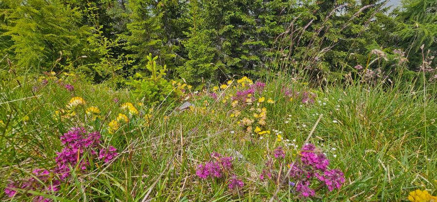 Wanderung zum Wilden Loch Wanderung zum Wilden Loch
