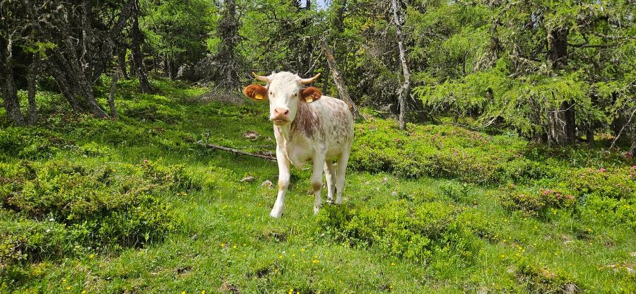 Wanderung zum Wilden Loch Wanderung zum Wilden Loch