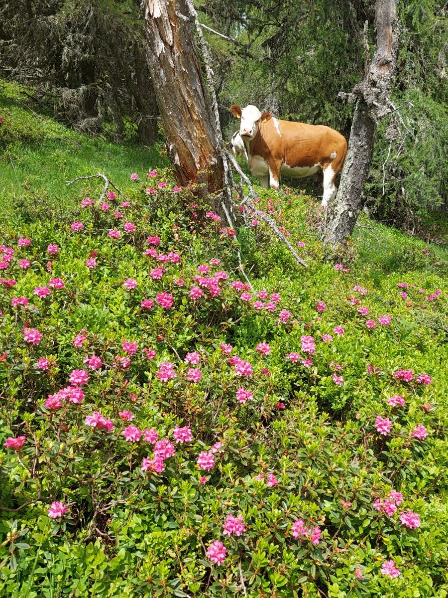 Wanderung zum Wilden Loch Wanderung zum Wilden Loch